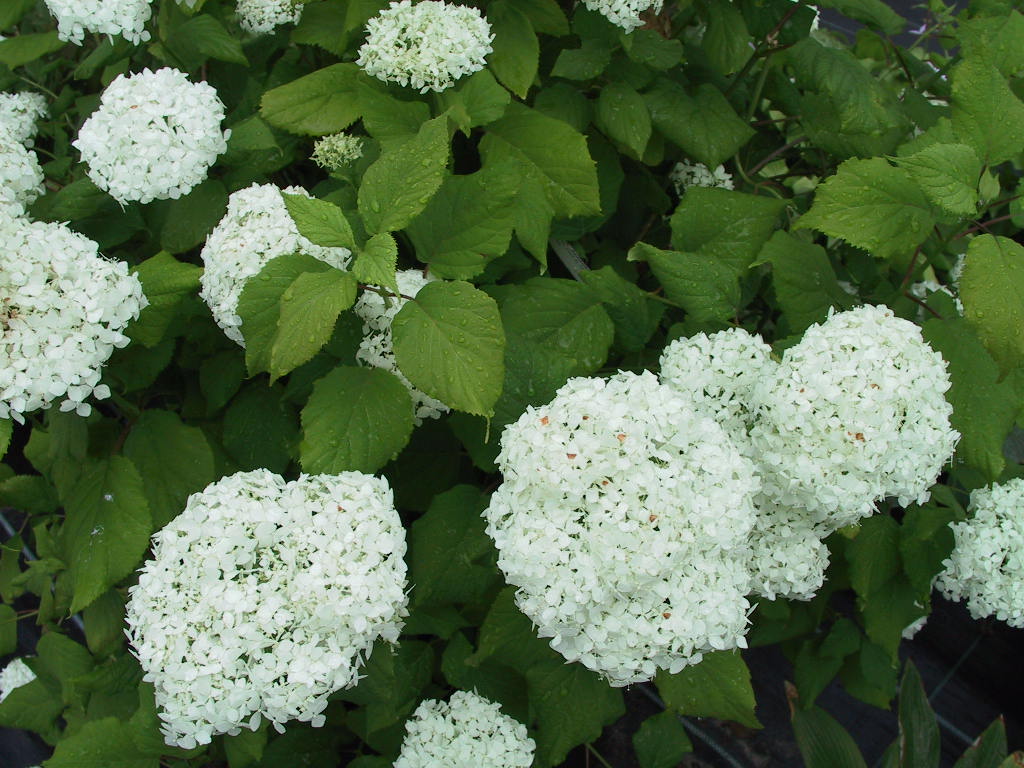 Hydrangea arborescens Annabelle 05.jpg